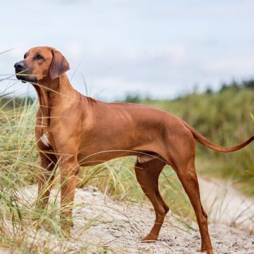 Rhodesian Ridgeback standing on the sand