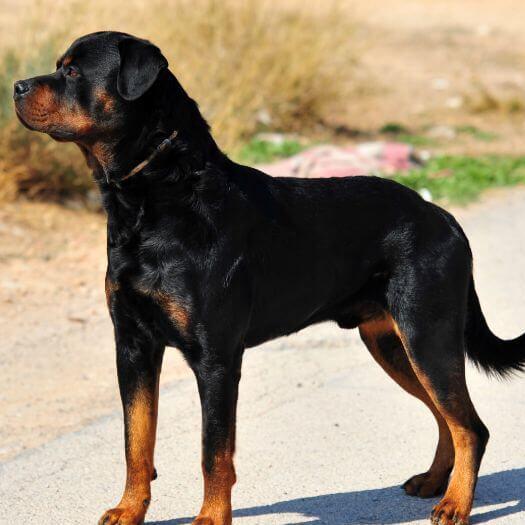 Rottweiler standing on the road