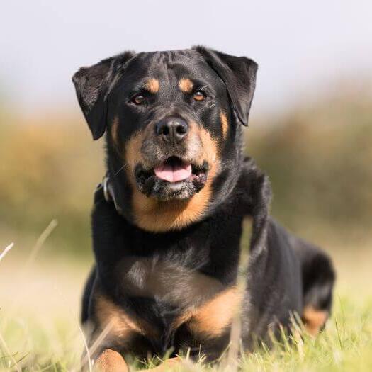 Rottweiler lying in the grass