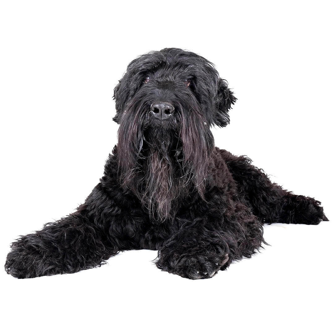 Russian Black Terrier Dog Breed