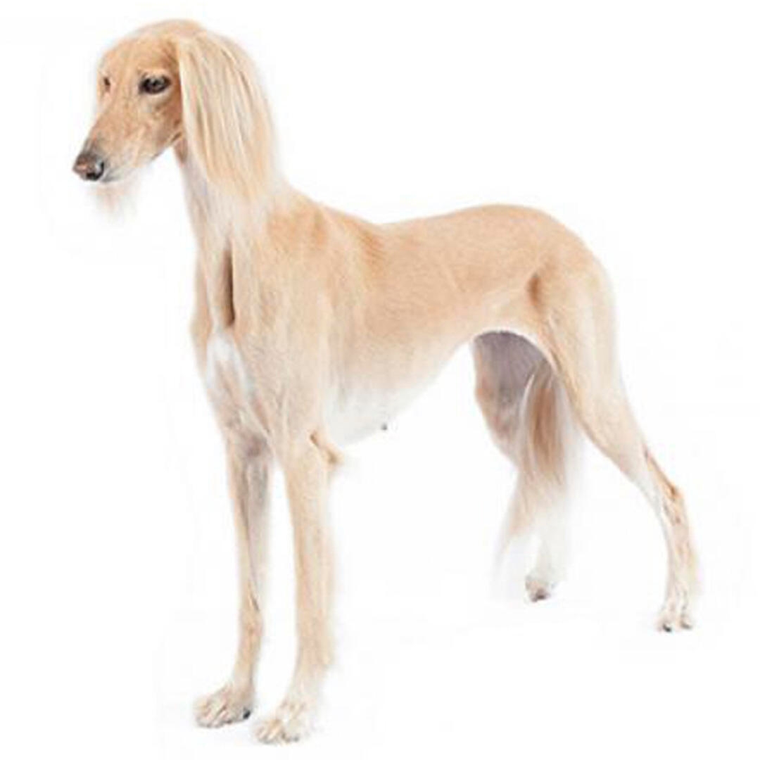 Saluki Dog Breed