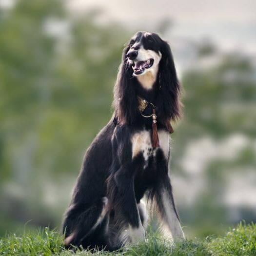 saluki dog sitting on the hill