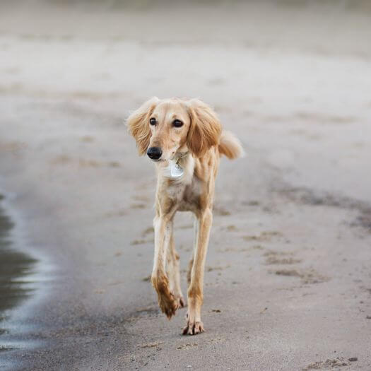 saluki dog running on the beach