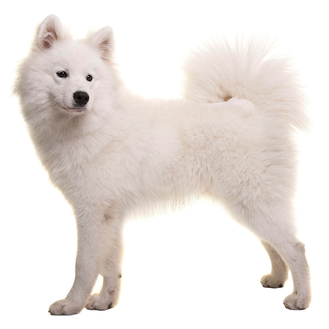 Samoyed Dog Breed: Information, Temperament And Images  