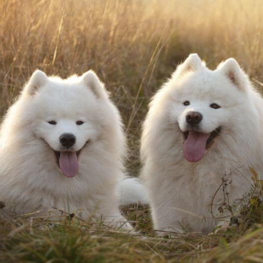 Three Samoyed dogs lying in the field