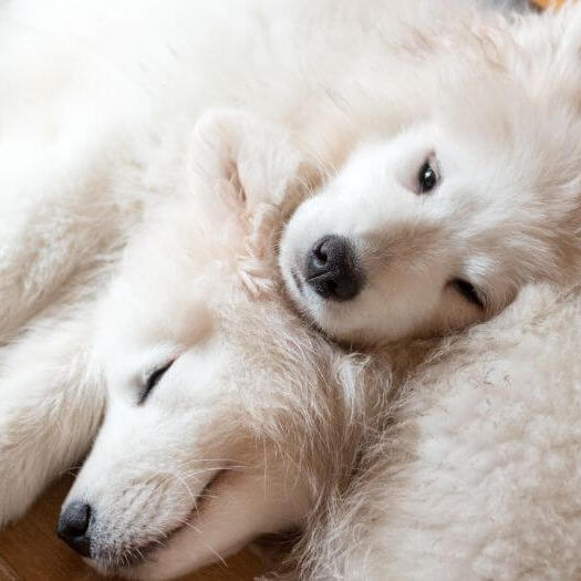 Two Samoyed dogs sleeping