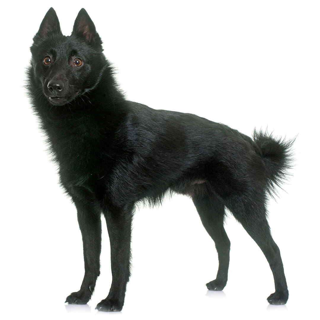 Schipperke Dog Breed