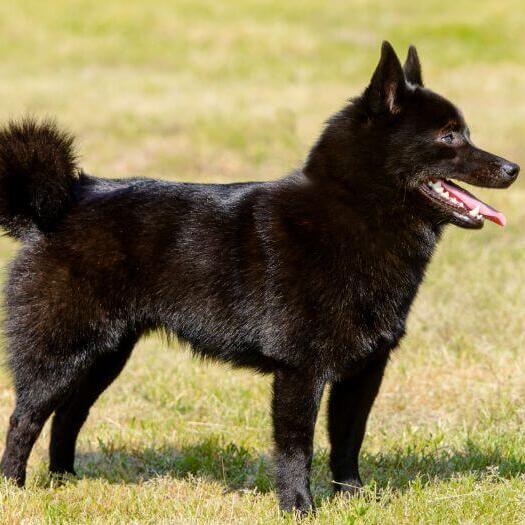 Schipperke is standing on the grass