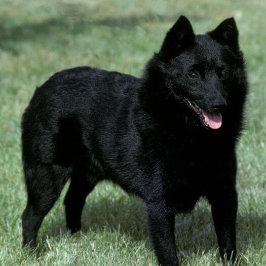 Schipperke is standing on the grass and looking forward