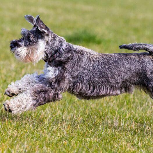 Schnauzer Standard is playing and jumping on the grass