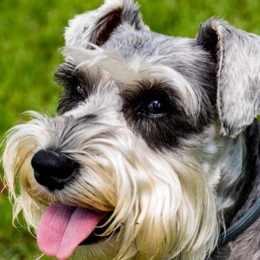 Schnauzer Standard is smiling