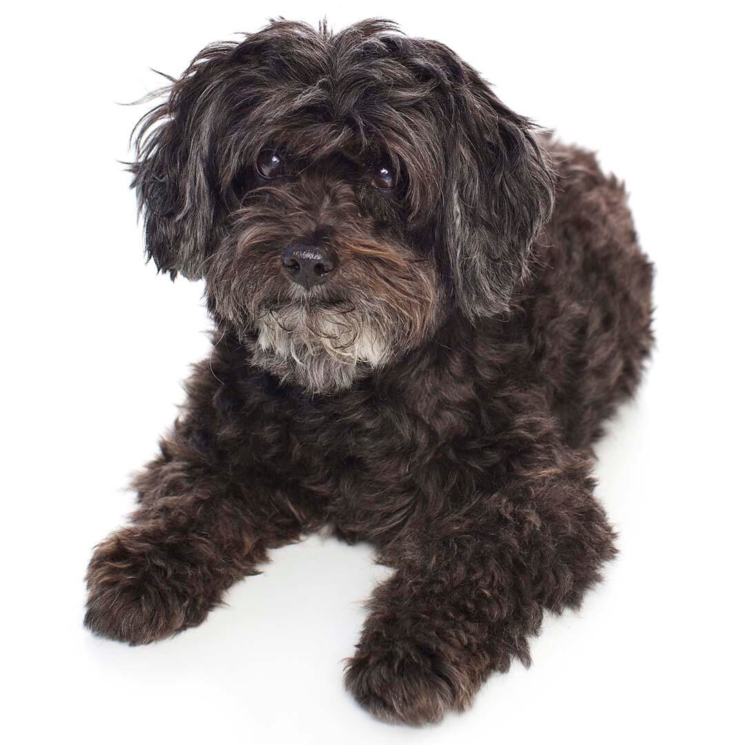 Schnoodle Dog Breed