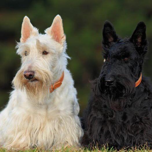Black and white Scottish Terriers sitting next to each other