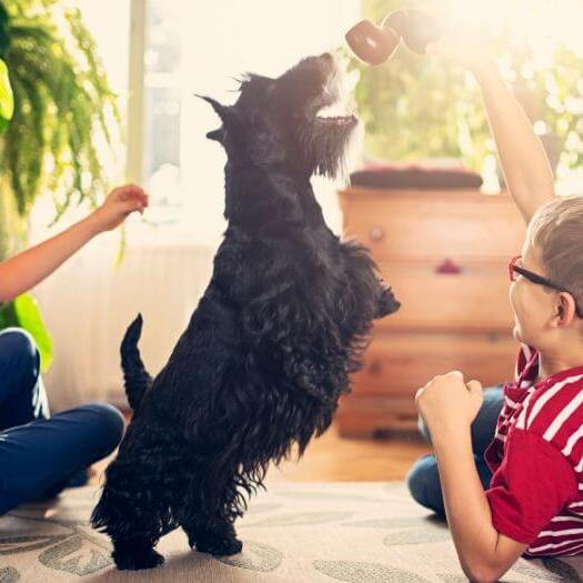 Scottish Terrier plying with the children