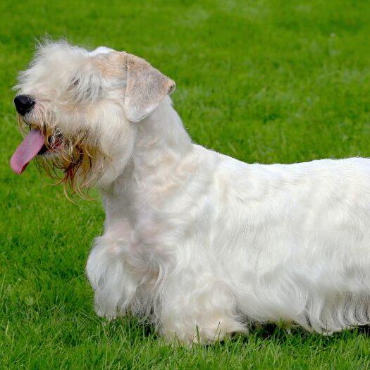 Sealyham Terrier standing on the grass