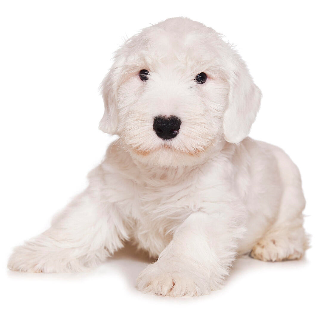 Sealyham Terrier Dog Breed