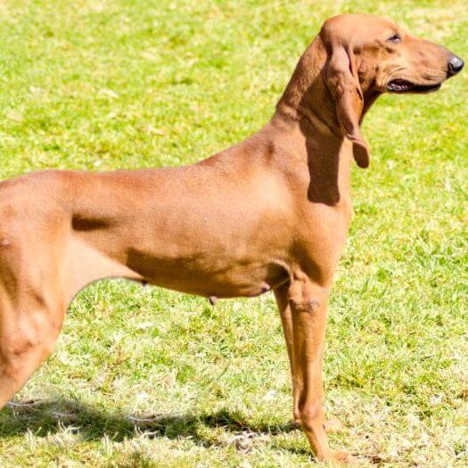 Segugio Italiano standing on the grass