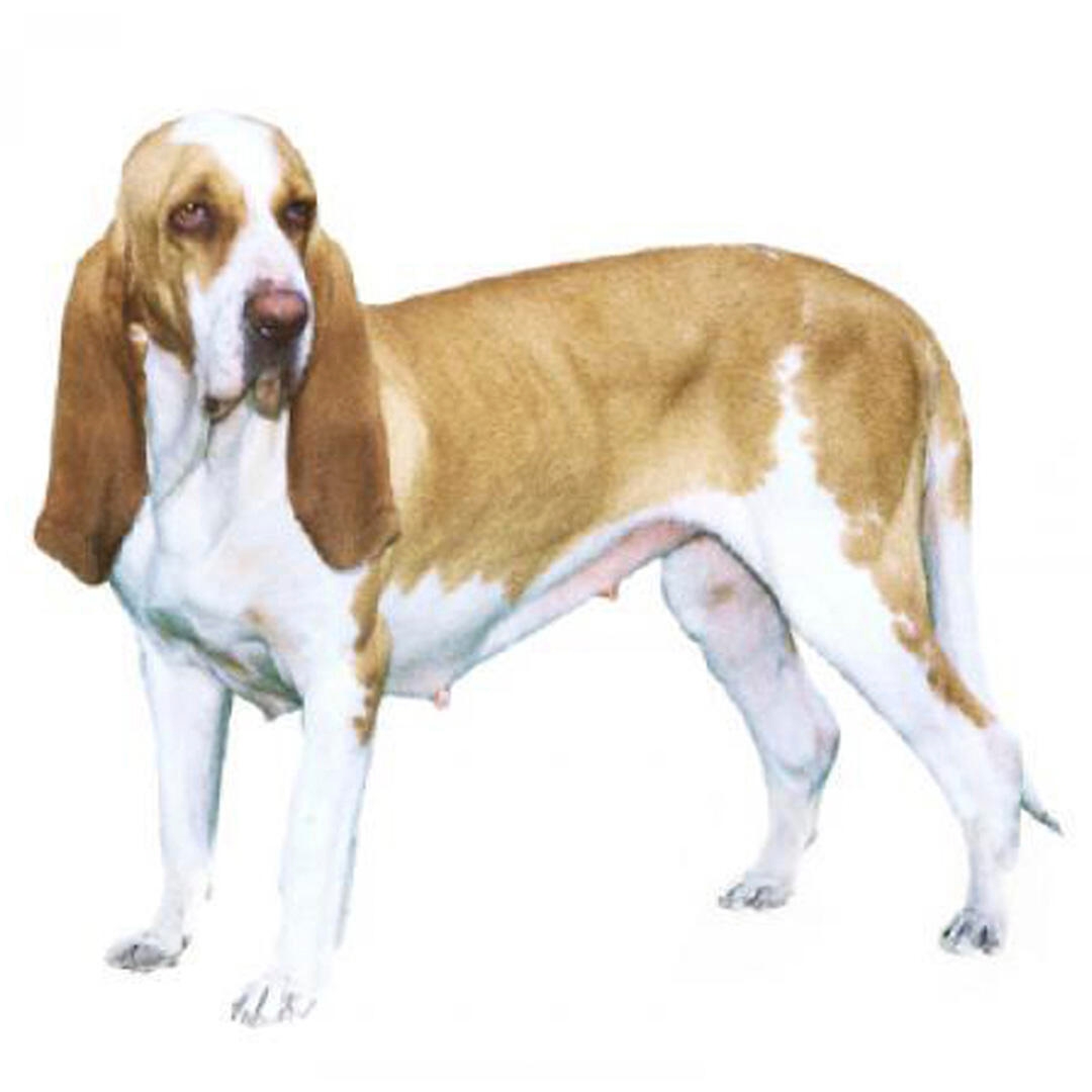 Segugio Italiano Dog Breed