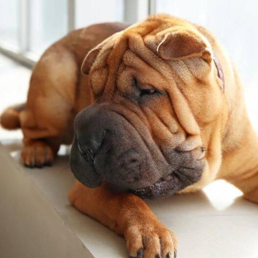 Shar Pei lying in the room