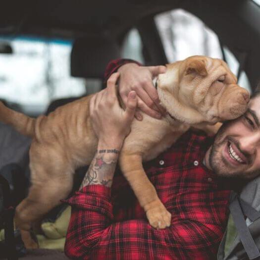 Shar Pei puppy in the hands of the owner