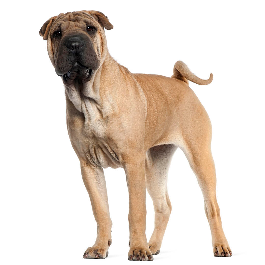 Shar Pei Dog Breed