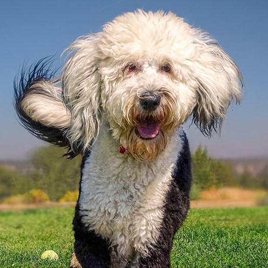 Sheepadoodle running in field