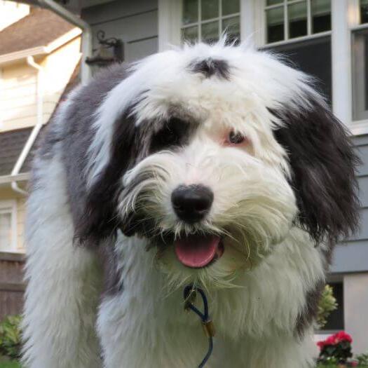 Dog standing in front of the house