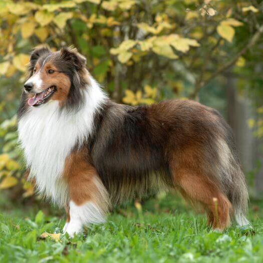 Shetland Sheepdog standing at the park