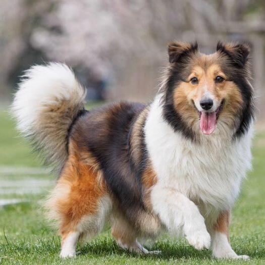 Shetland Sheepdog walking on green grass