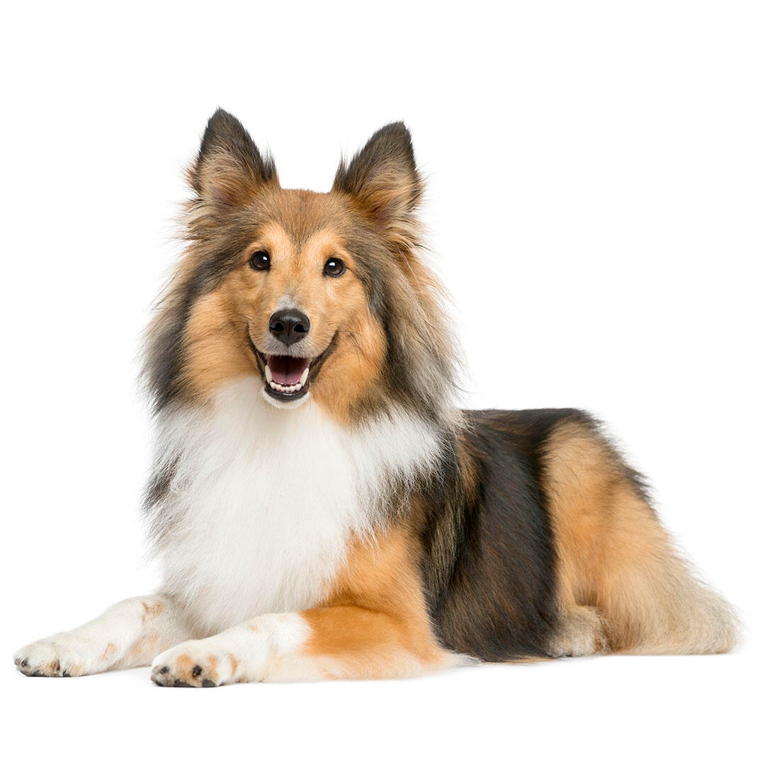 Shetland Sheepdog Dog Breed