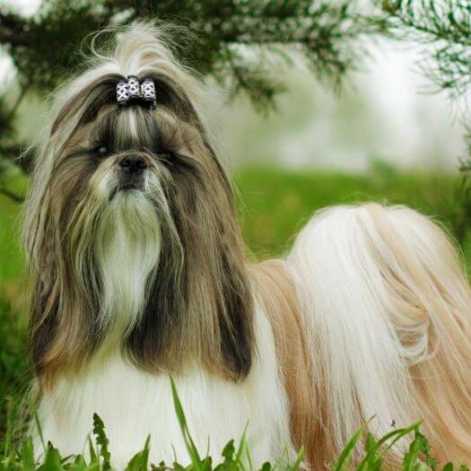 shih tzu dog standing next to pine trees