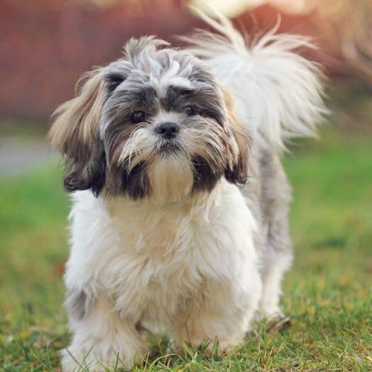 shih tzu dog walking on grass