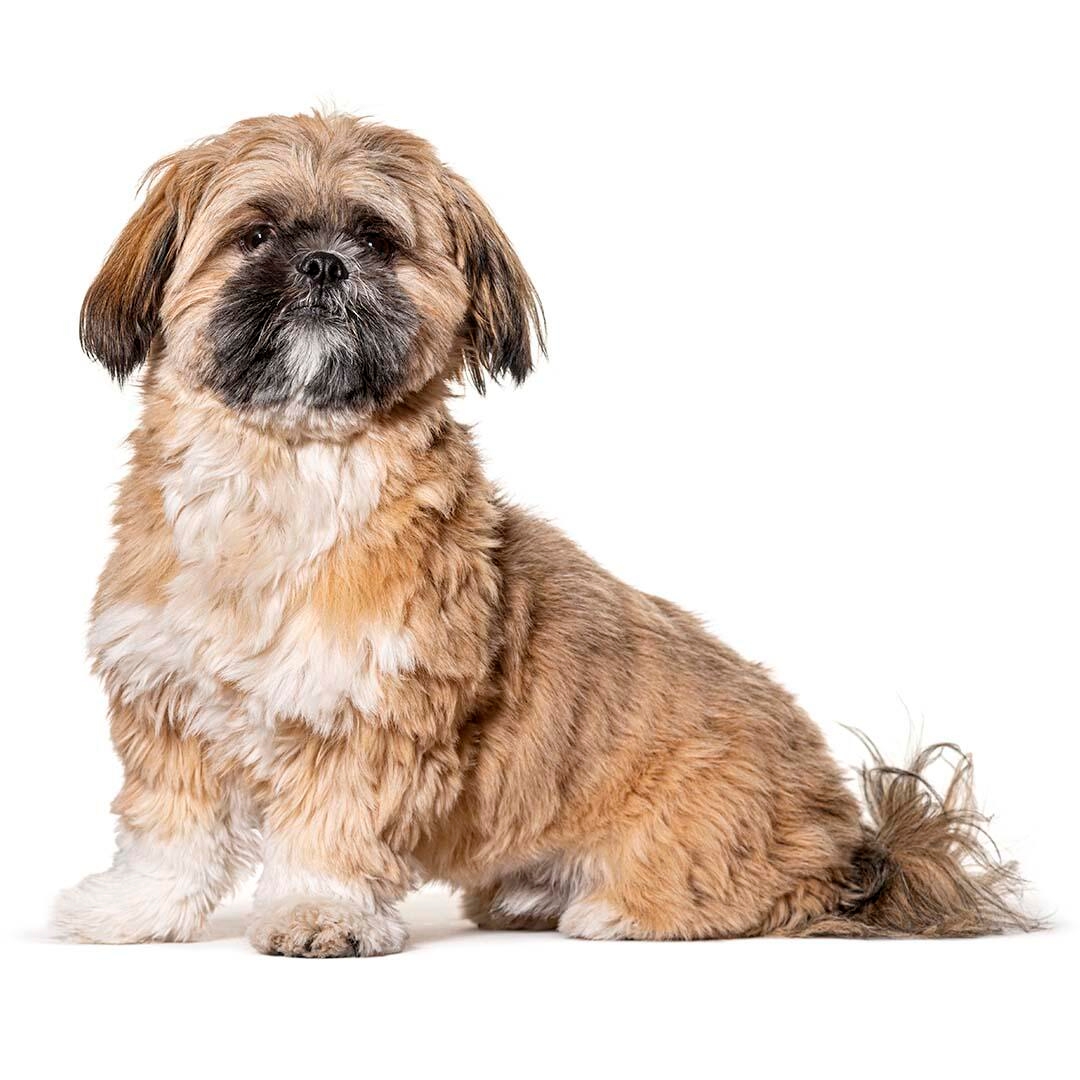 Shih Tzu Dog Breed