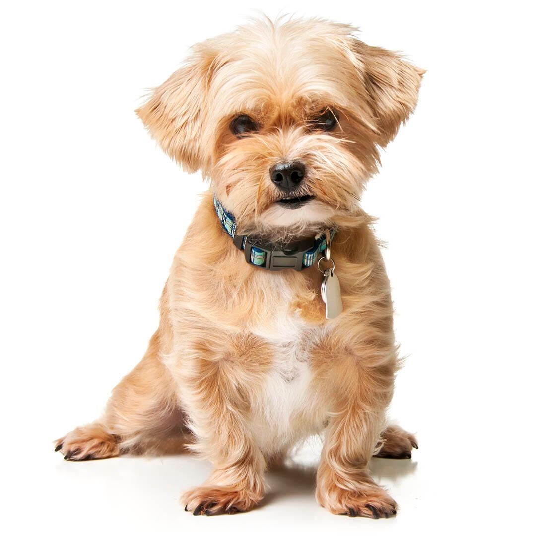 Shorkie Dog Breed