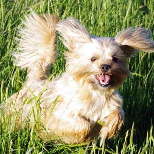small fluffy dog running in high grass