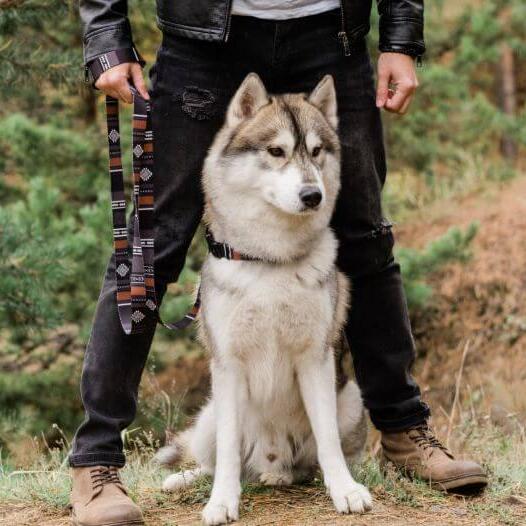 Husky sitting next to owner