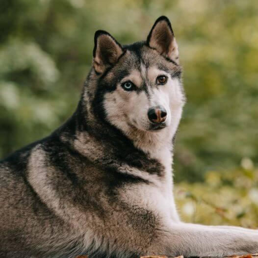 Husky in the forest