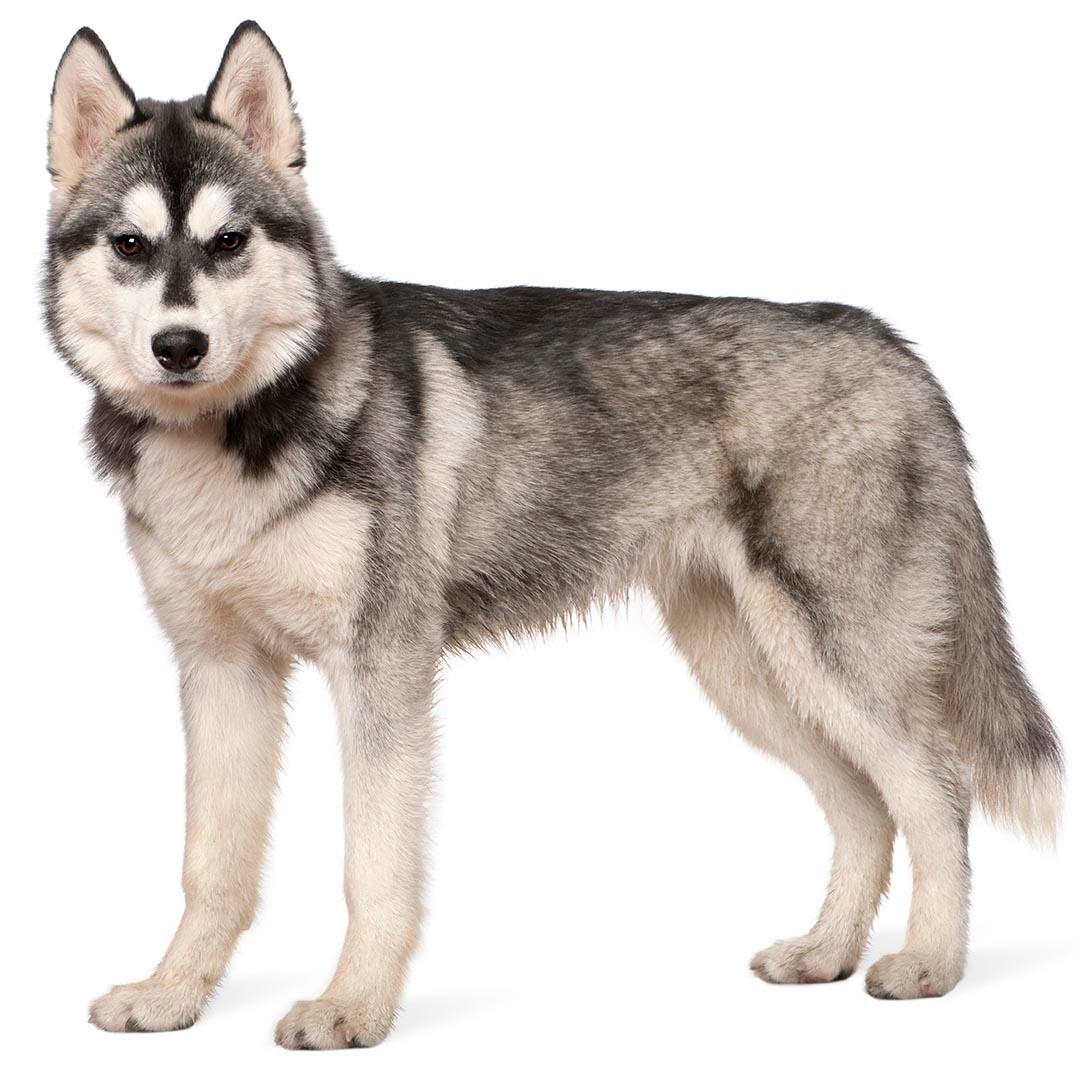 Siberian Husky Dog Breed