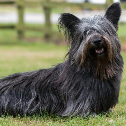 Dark grey Sky Terrier sitting on the green grass