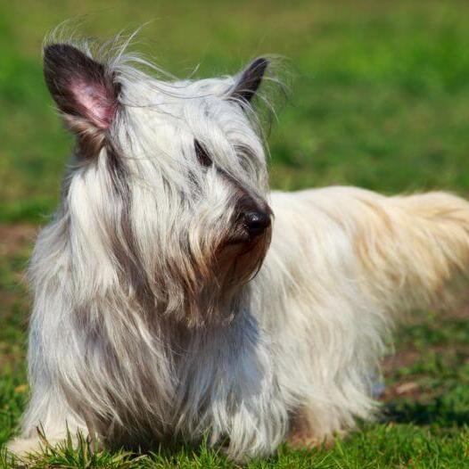 Light Sky Terrier walking on the grass