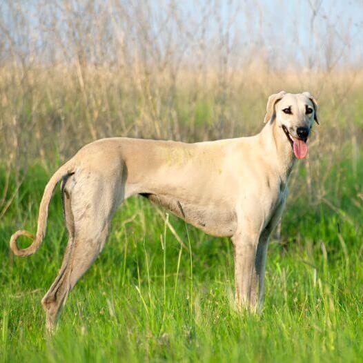 Sloughi standing in the field