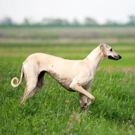 Sloughi playing in the field