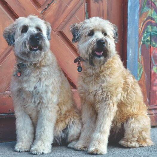 two terriers sitting on the pavement