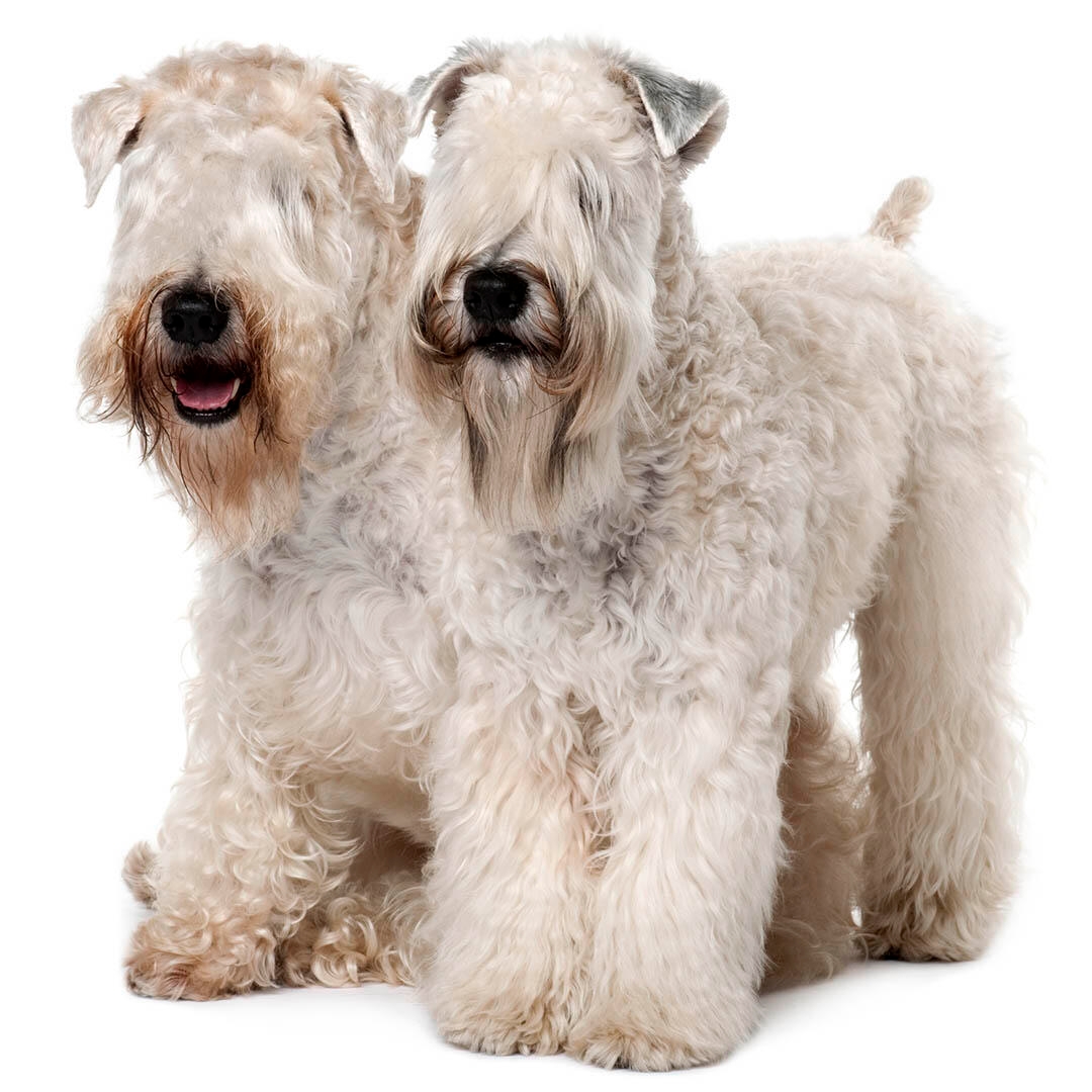 Soft Coated Wheaten Terrier Dog Breed