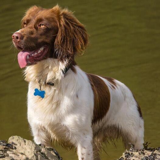 Spaniel (Welsh Springer) standing near the water