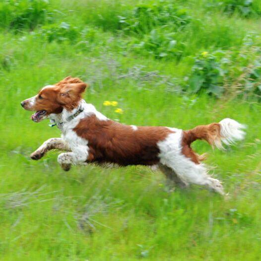 Spaniel (Welsh Springer) runs at field with grass