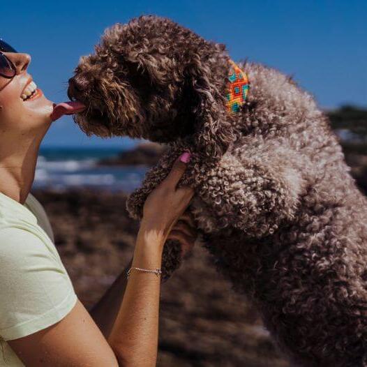 Dog kissing its owner