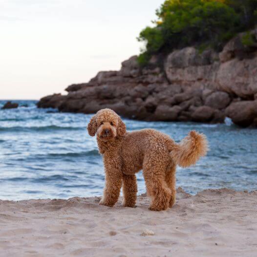 Dog standing on the see shore