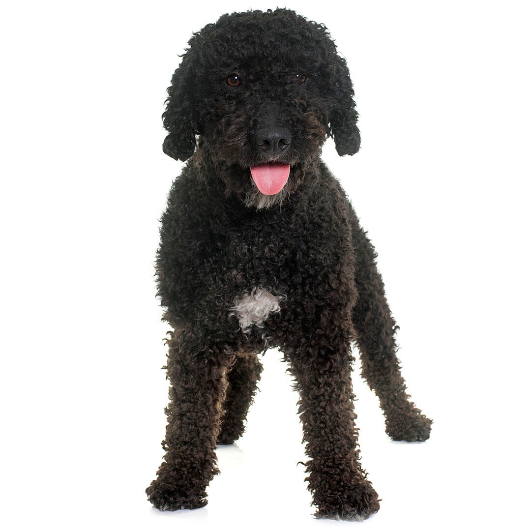 Spanish Water Dog Breed