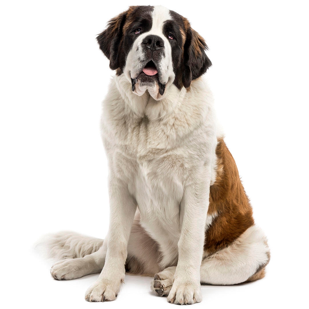 St. Bernard (Medium/long coat) Dog Breed Information | Purina